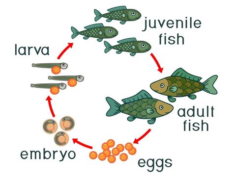 A Fishes Life Cycle