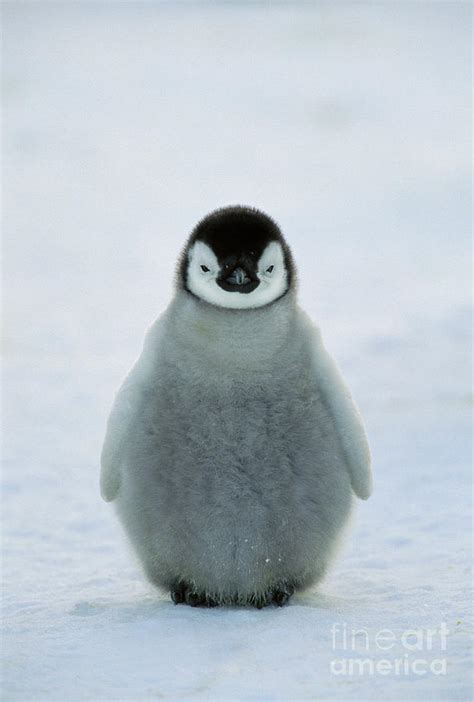 Baby Emperor Penguin