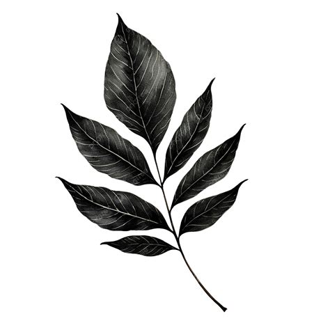 Black Leaf
