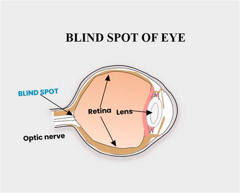 Blind Spot Of An Eye