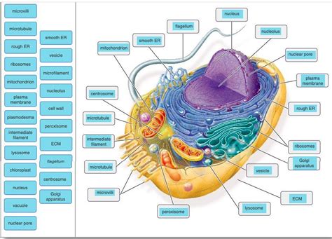 Cell With Labels