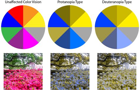 Color Blindness Types
