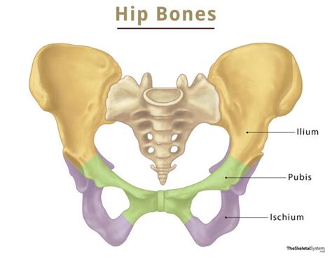 Coxal Hip Bone
