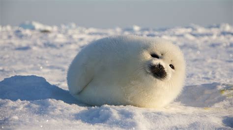 Cute Seal