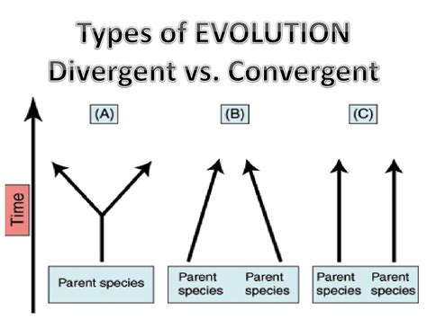 Divergent Evolution Vs Convergent Evolution