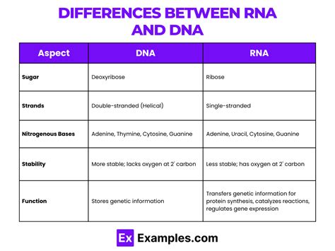Dna And Ena