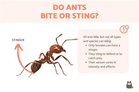 Do Ants Sting