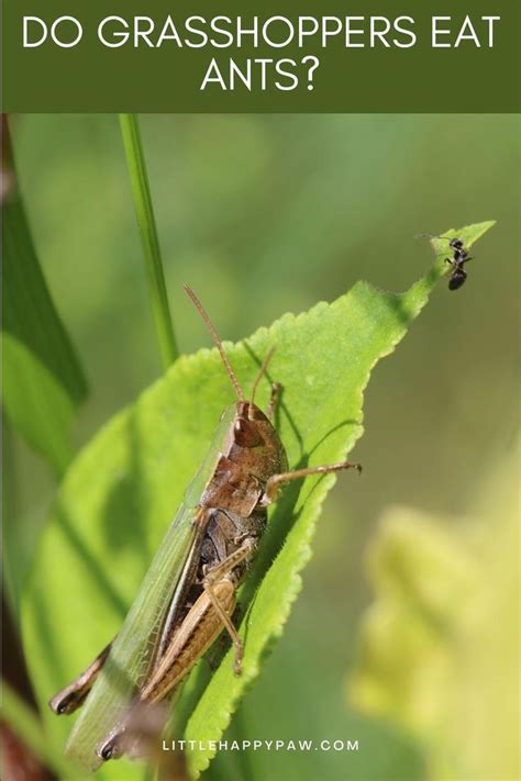 Does Grasshoppers Eat Ants
