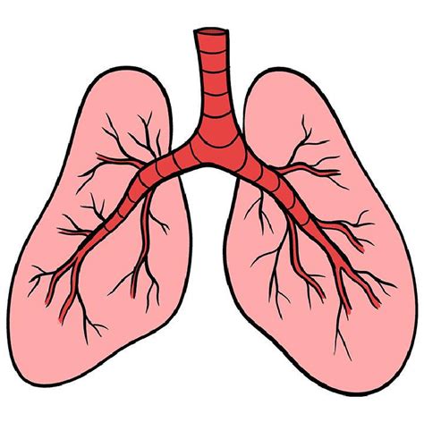 Drawing The Lungs