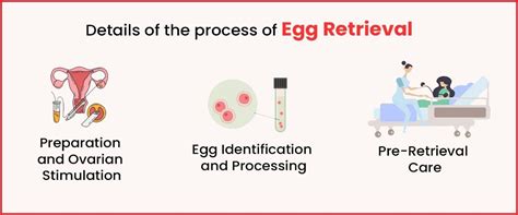 Egg Retrieval Procedure