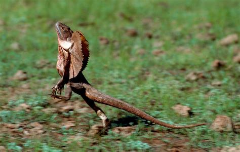 Frilled Lizard Running