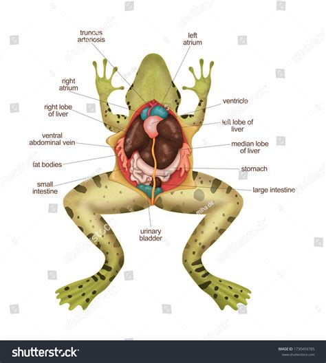 Frog Dissection Diagram
