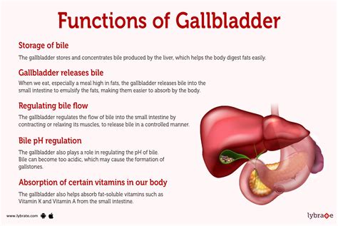 Gall Bladder Function