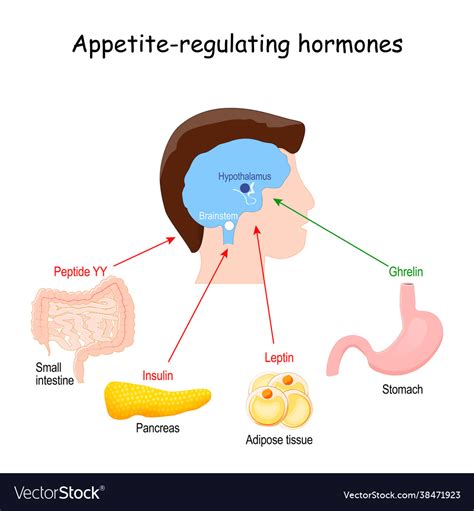 How To Regulate Hormones