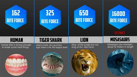 Human Bite Force Psi