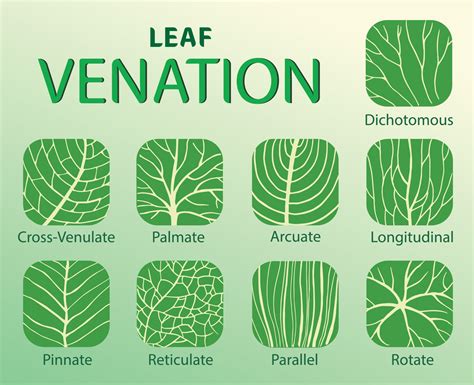 Kind Leaf