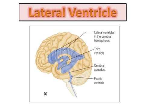 Lateral Ventricle Brain