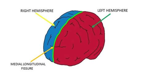 Medial Longitudinal Fissure