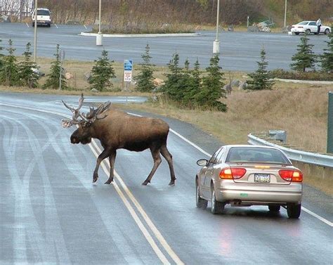 Moose Compared To Car