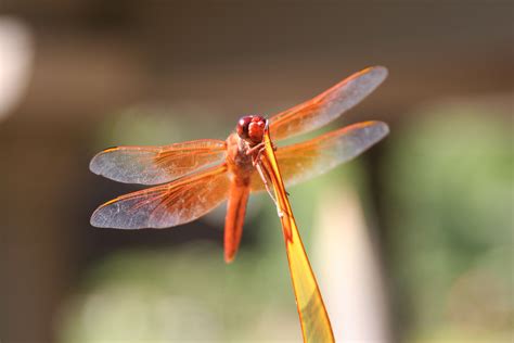 Orange Dragonfly