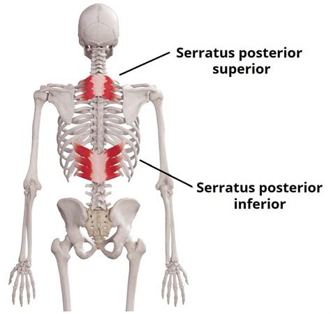 Posterior Serratus Muscles