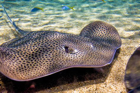 Stingray Images