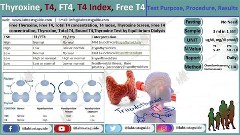 T4 Free Lab Test