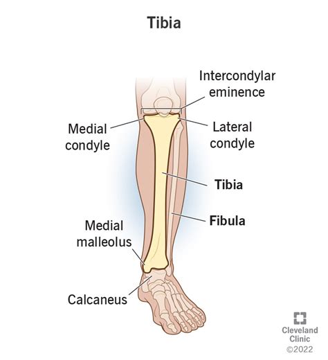 Tibia And Fibula