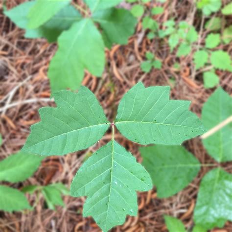 Toxicodendron Pubescens