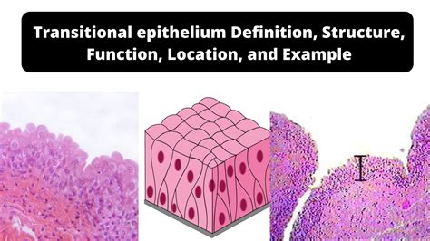 Transitional Epithelium Location