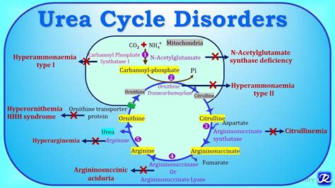 Urea Cycle Disorders
