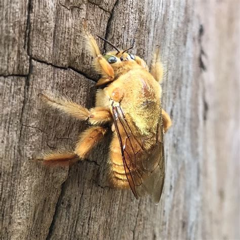 Valley Carpenter Bee
