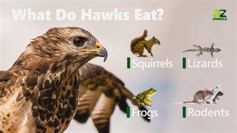 What Does The Hawk Eat