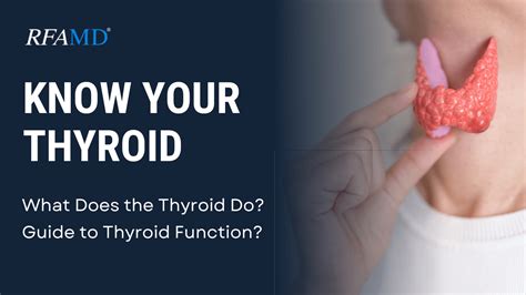What Does Your Thyroid Do