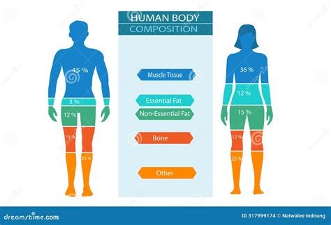 What Is Body Composition