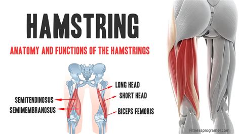 Where Is Your Hamstring