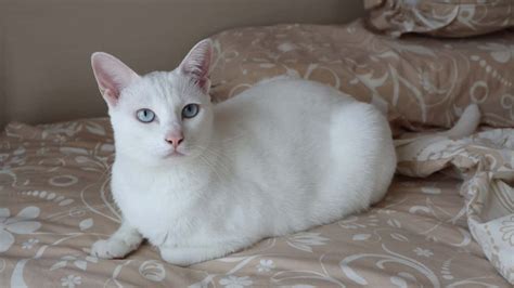 White Siamese Cat