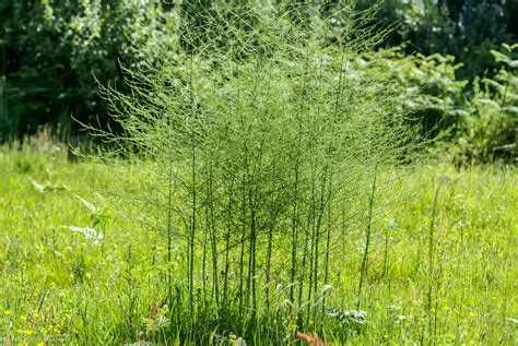 Wild Asparagus Plant